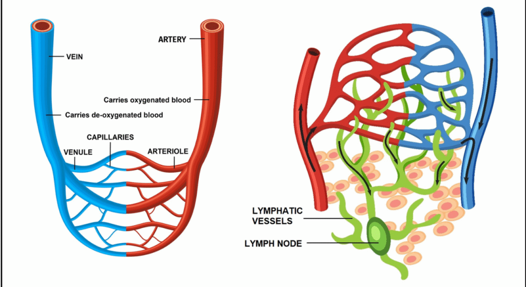 What Vessels Do Vascular Surgeons Treat?
